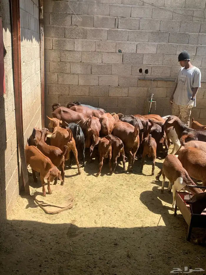 معزا جنوبيه مراح طيبه كلها من الجدعه الى السديدس تحتها تسعه 16