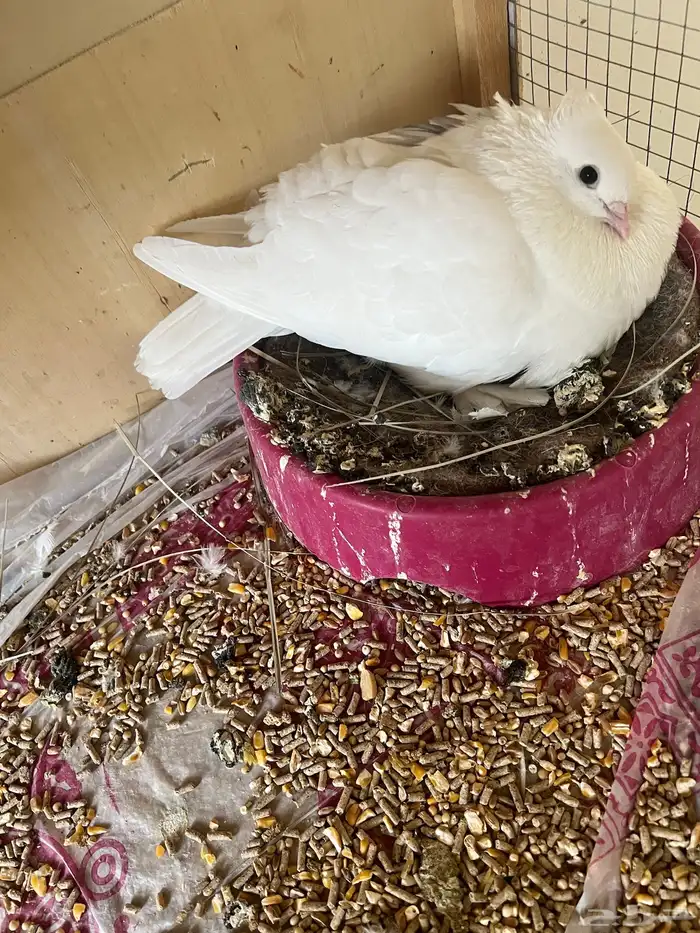 حمام صنعاوي. مع فرخ 0