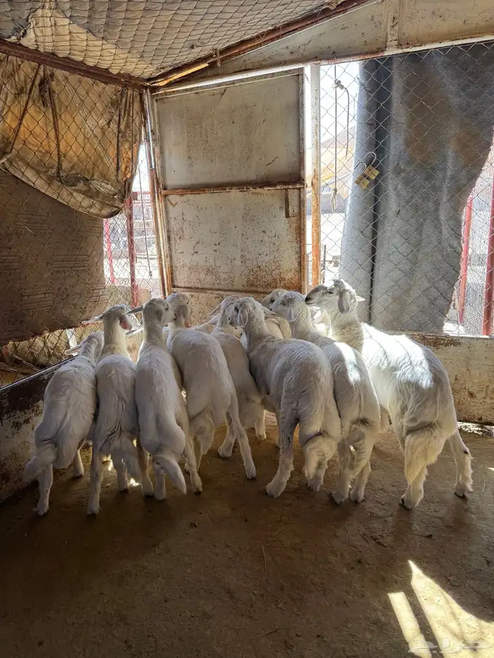 خرفان للبيع 2