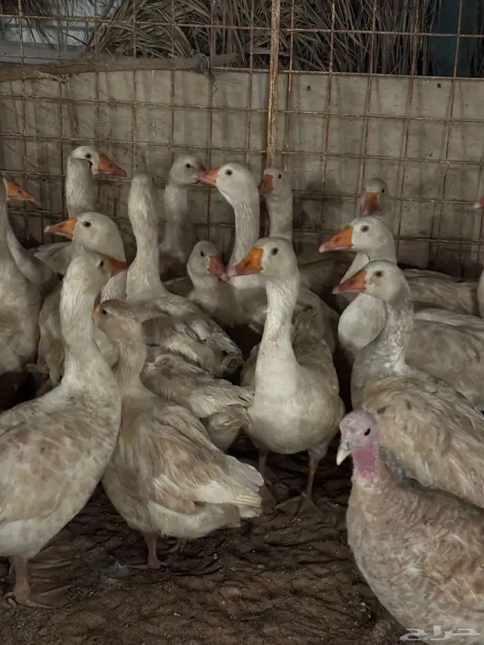 وز للبيع الموقع بريده 1