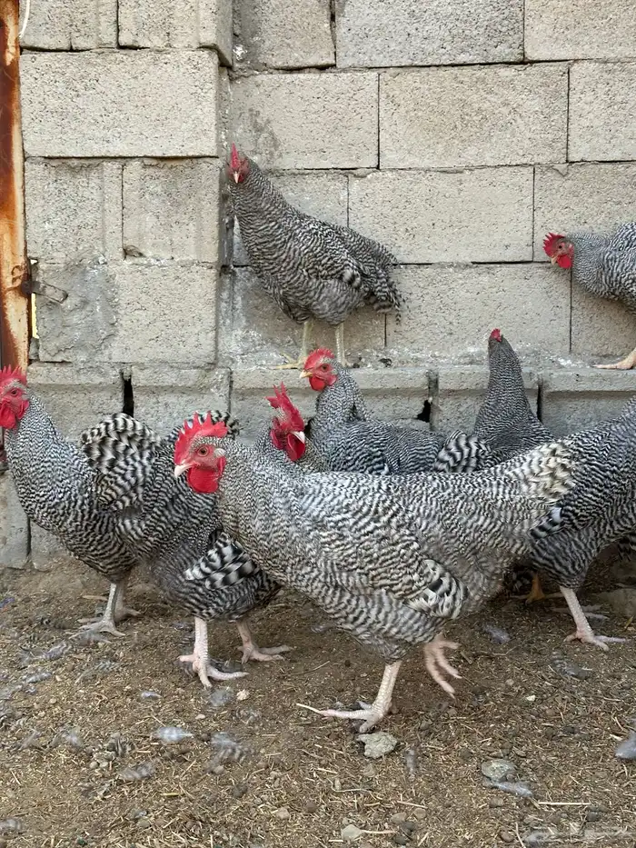 ديوك الامروك الامريكي دم صافي 4