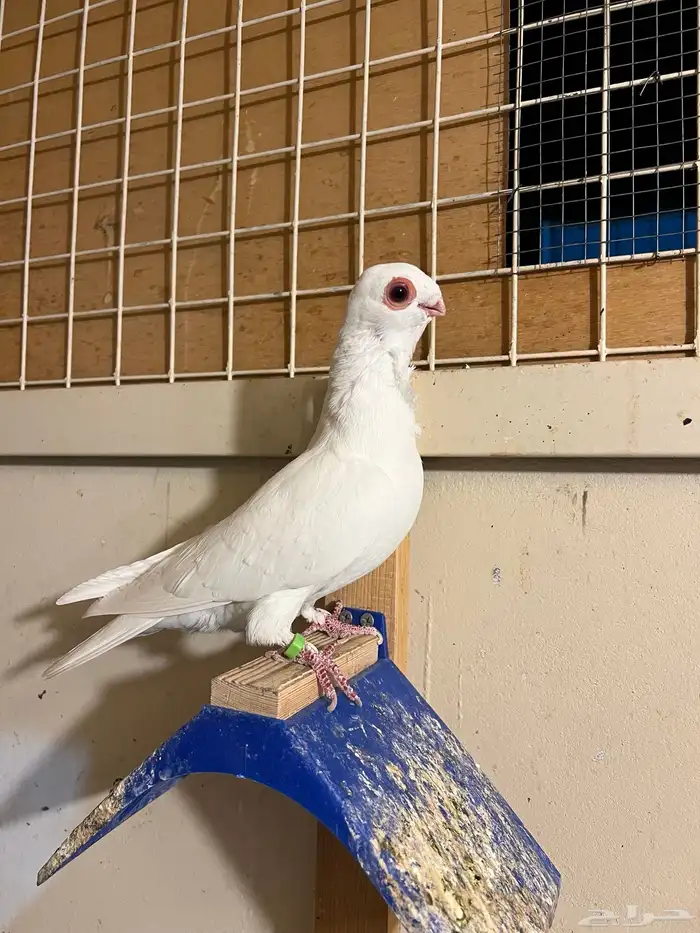 طيره بولندي 0