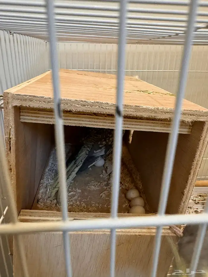 زوج كروان للبيع مع بيضه ( وطيور للبيع بعد 0