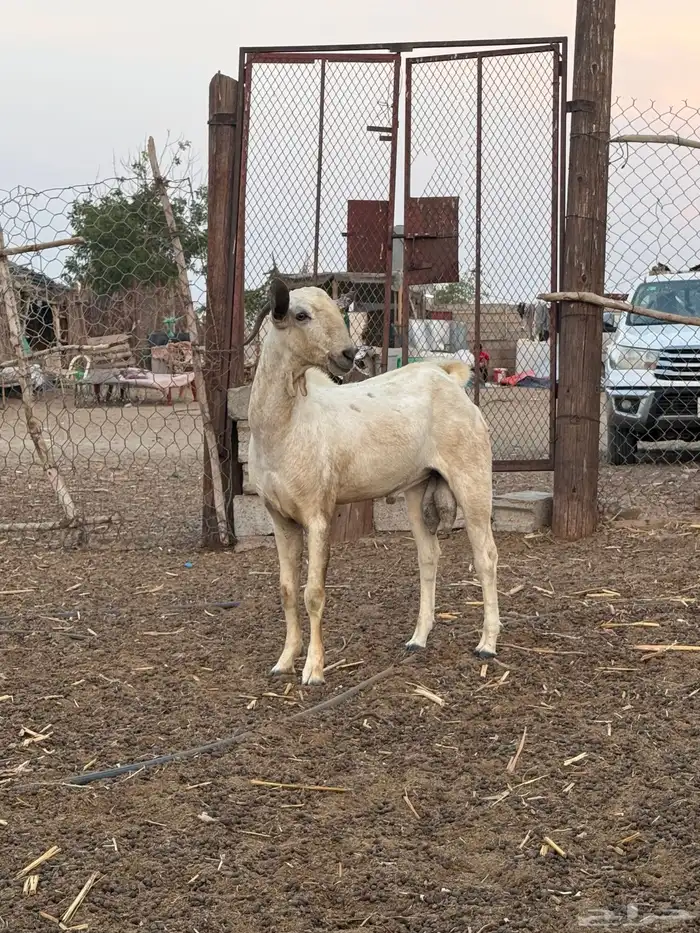 فحل بيشي اعفر 2