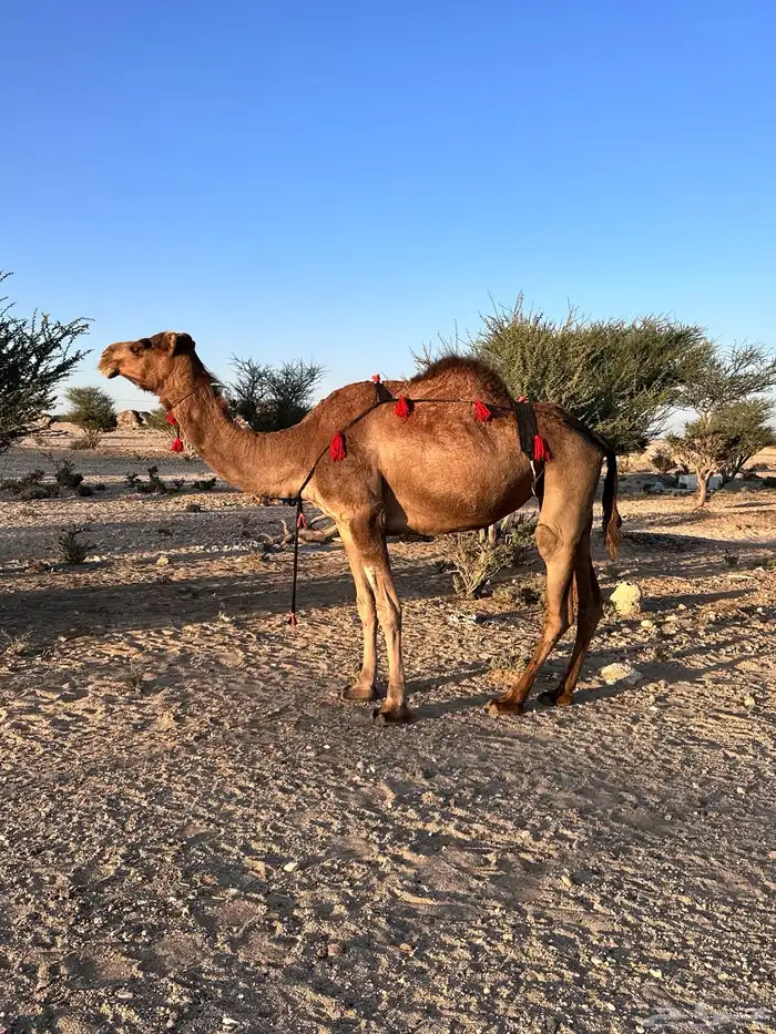 ناقة حمراء ساحليه لقحه 6