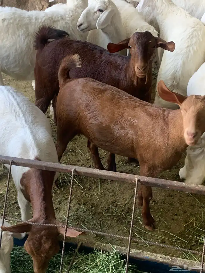 معزا جنوبيه مراح طيبه كلها من الجدعه الى السديدس تحتها تسعه 8