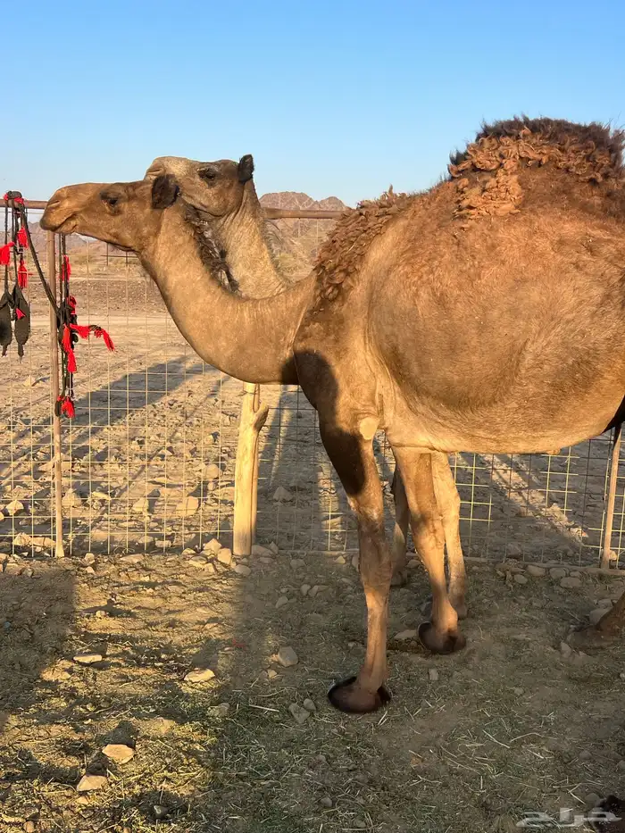 لقحه بكر عبدانيه ب 8800 تم البيع 11