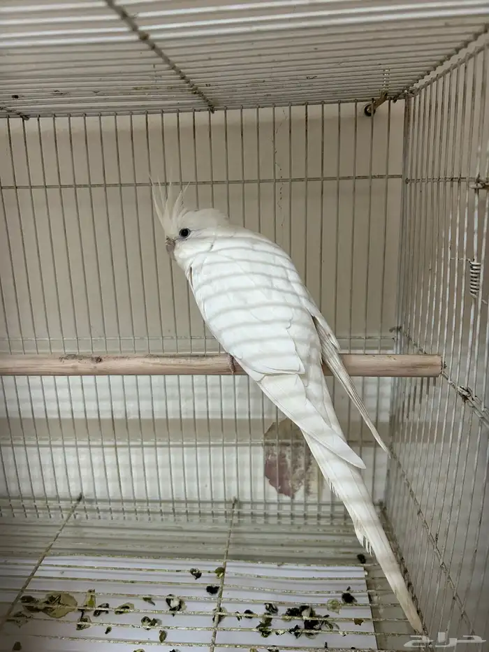 زوج كروان البينو معاه بيض 0