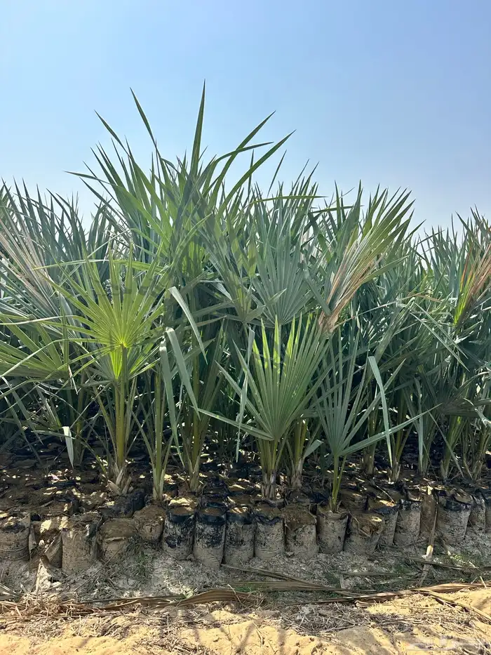 متوفر نخل الدوم عمر سنتين 0