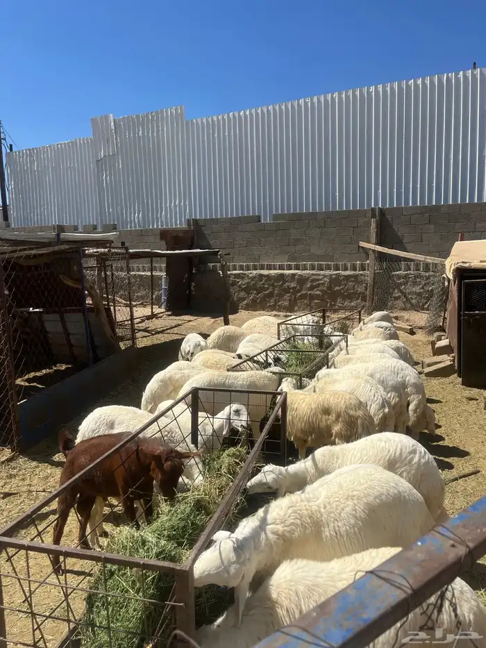 خرفان للبيع 2