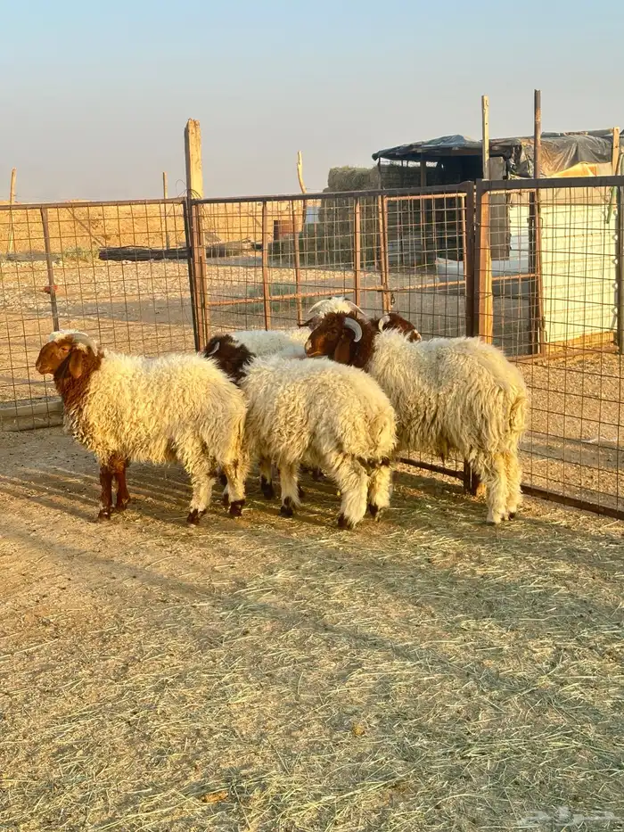 5 طليان نعيم 2