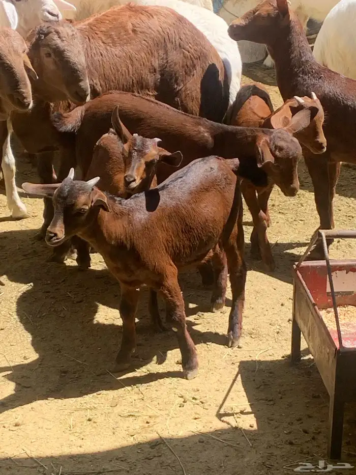 معزا جنوبيه مراح طيبه كلها من الجدعه الى السديدس تحتها تسعه 0