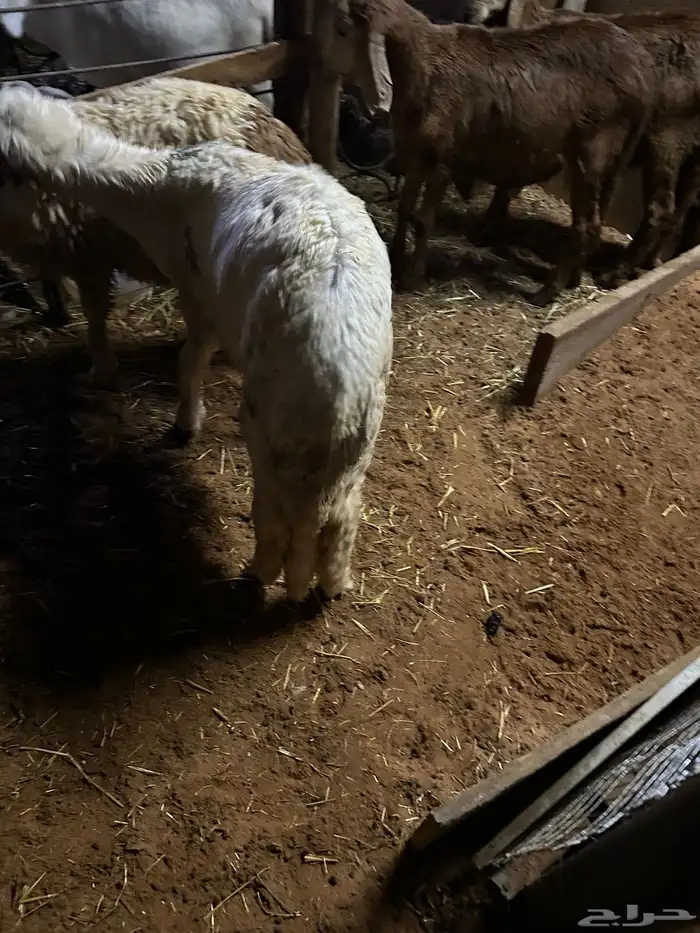 سواكن عدد 17 51