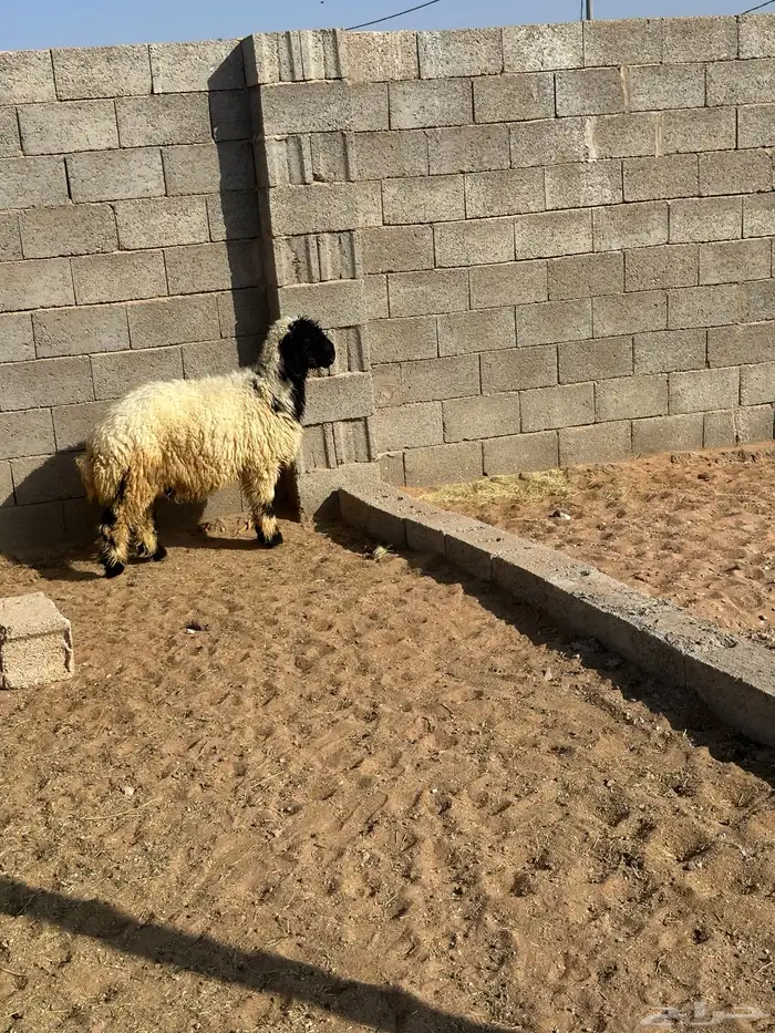 هرفي نعيمي 0