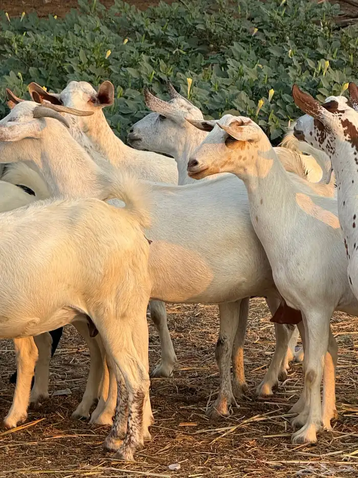 ماعز جروم 6