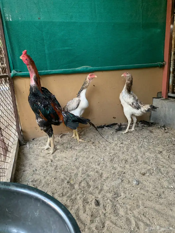 للبيع دجاج شامو ياباني فاخر 5