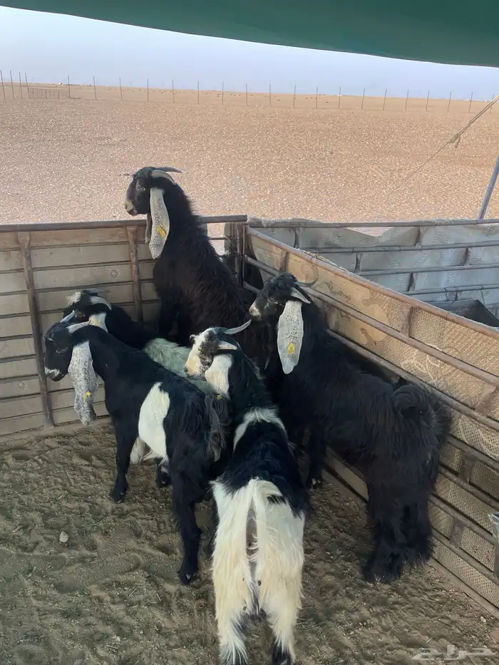 تيوس منادي طيبه 0