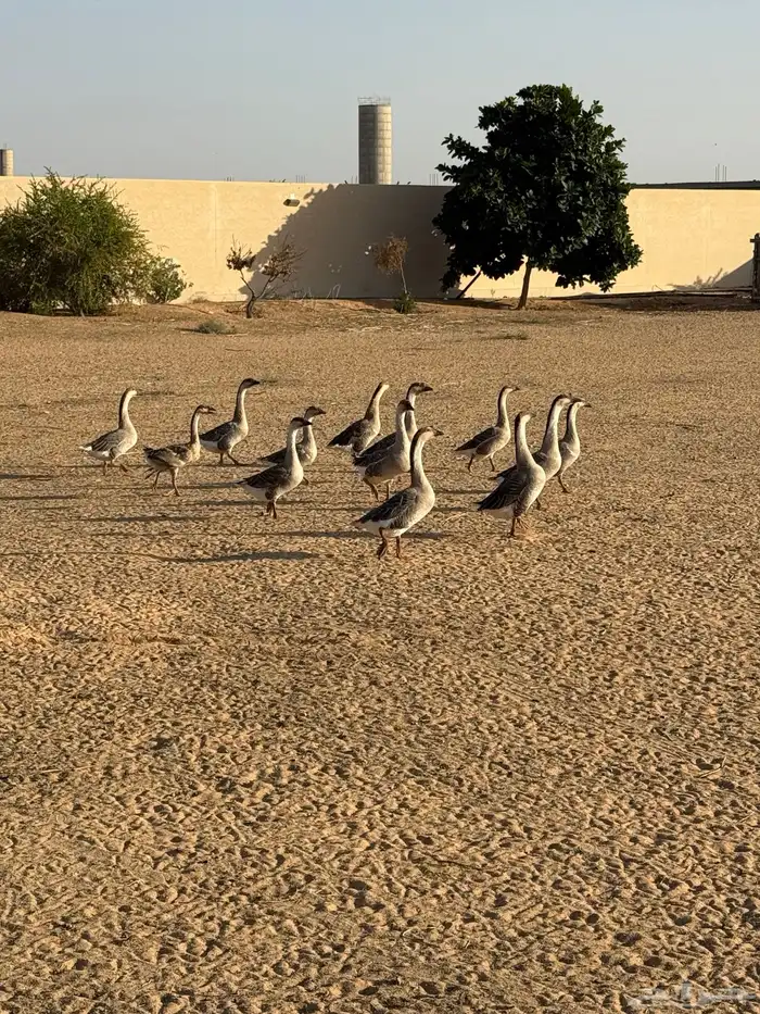 وز عراقي (توصيل مجاني داخل البكيرية ) 24