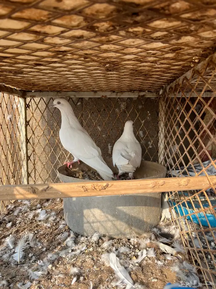 حمام باكستاني وحش 1