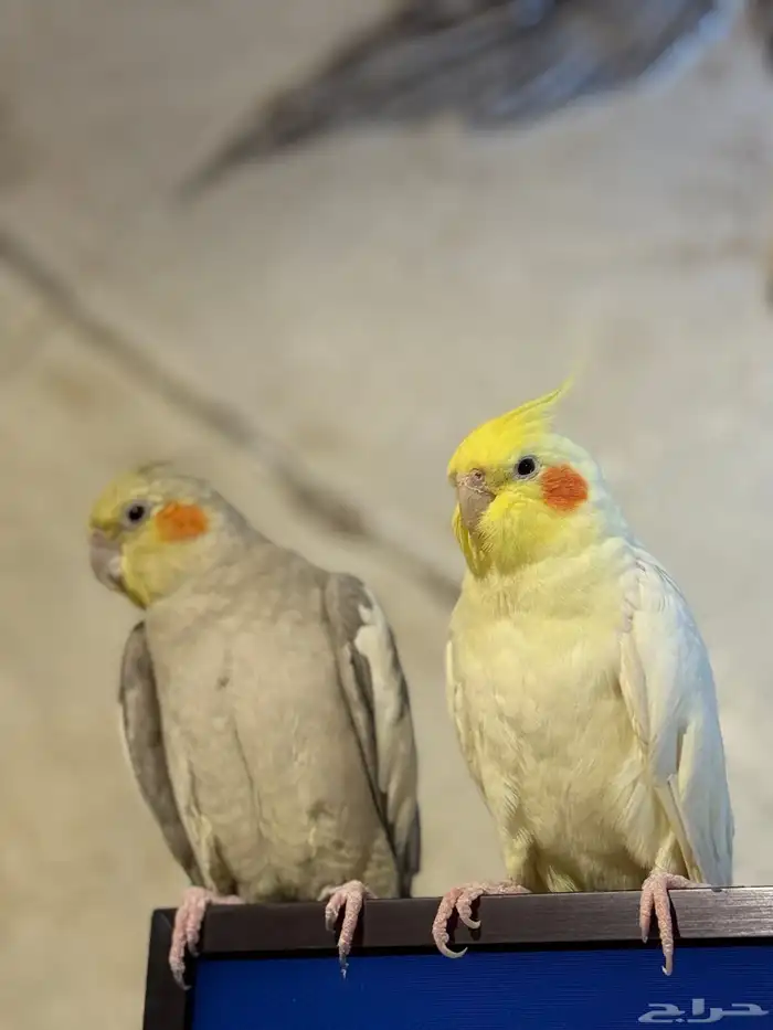 زوج كروان كوكتيل منتج للبيع 0