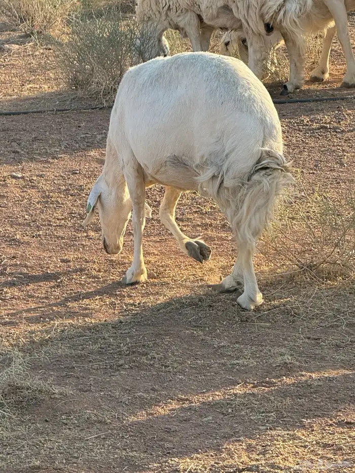 غنم حيل شرط فل شحم 2