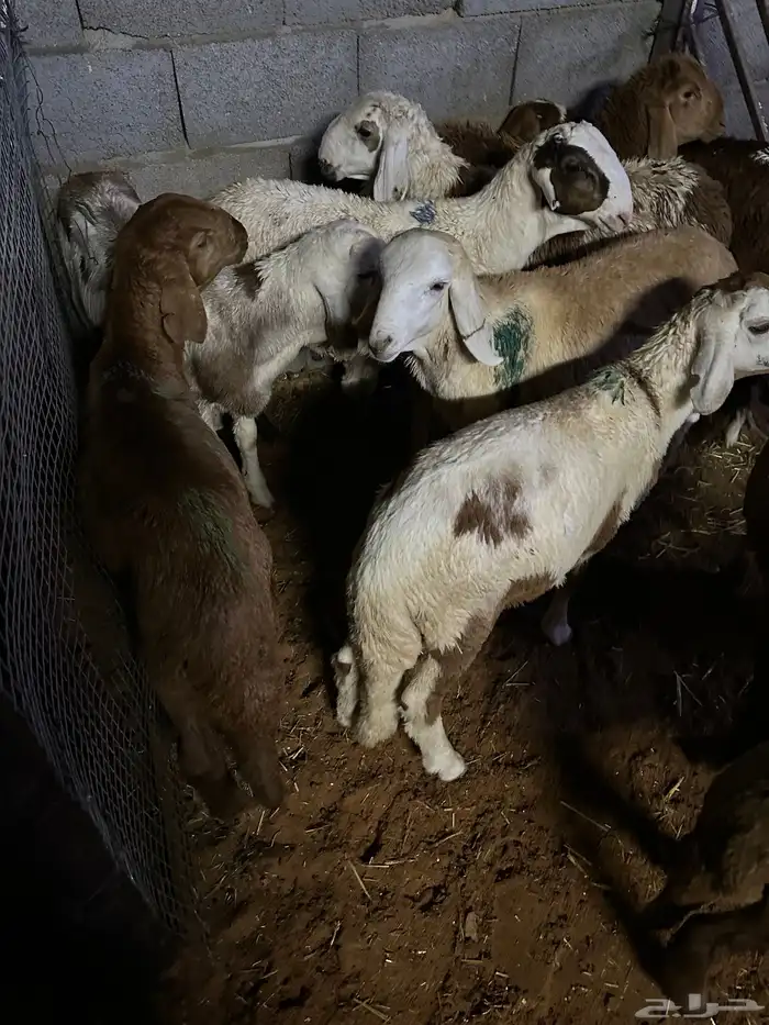 سواكن عدد 17 57