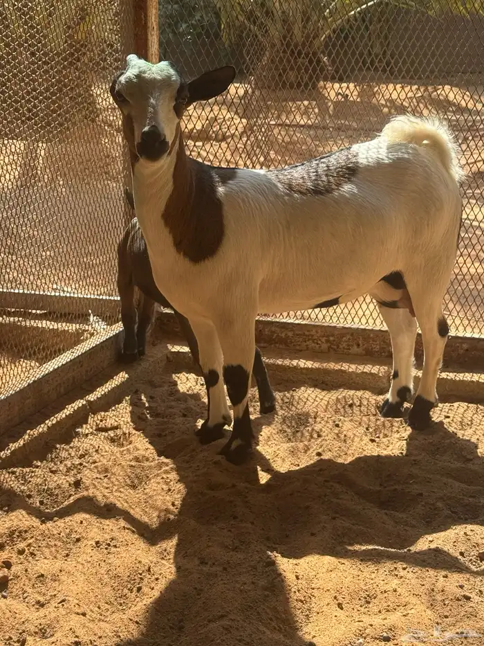 ماعز قزمية معها جفره للبيع 0