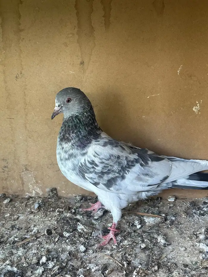 حمام للبيع 4