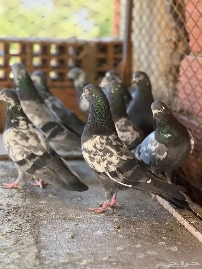 حمام بكستاني شينا(تم البيع ) 5