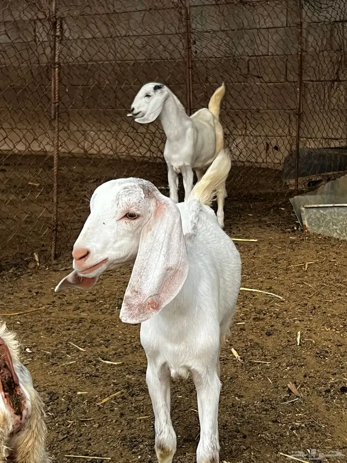 جفار وتيس للبيع 1