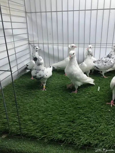 مجموعة هايفلير وهندي index