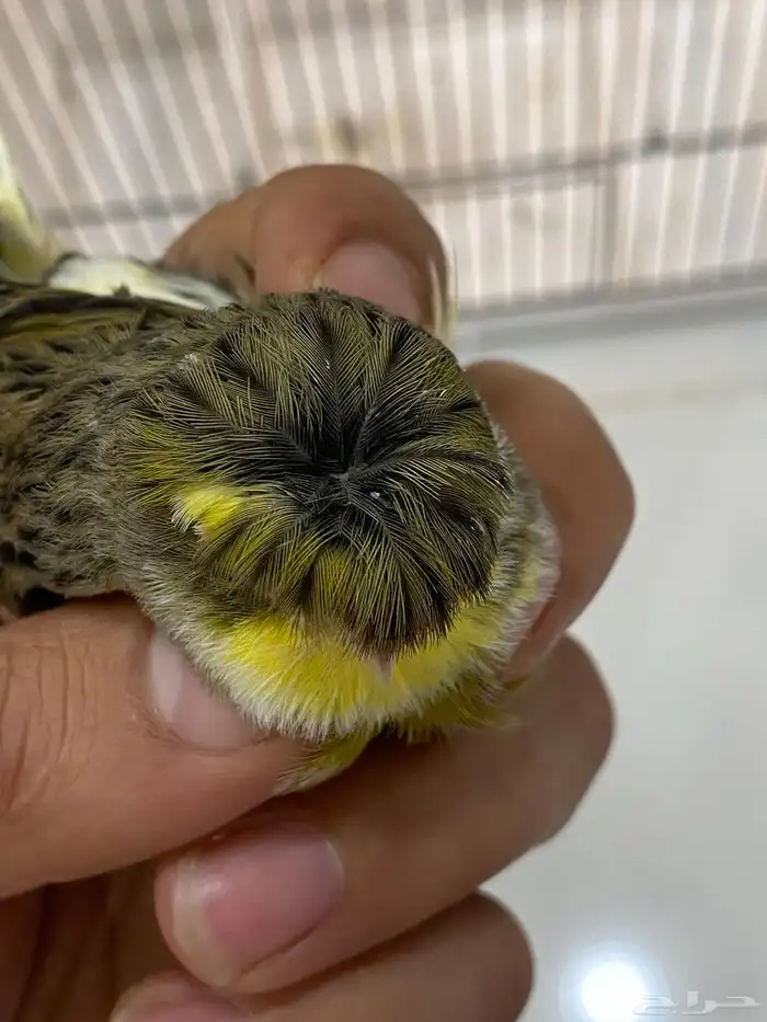 انثى جولستر تحتها بيضة 2