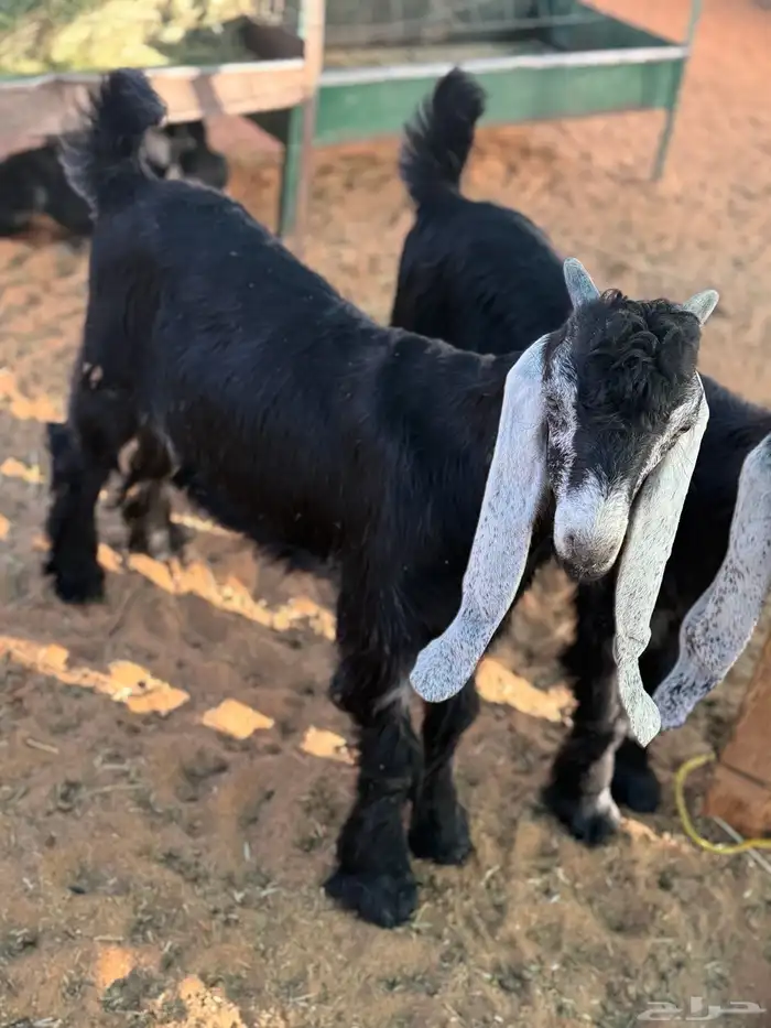 عنز عارضه متاومه 4