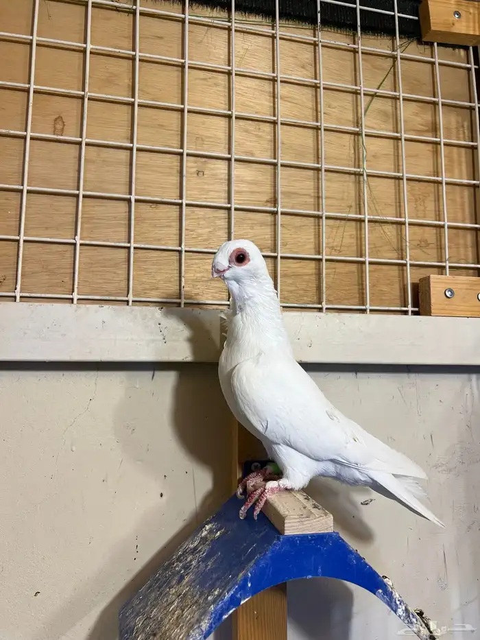 طيره بولندي 1