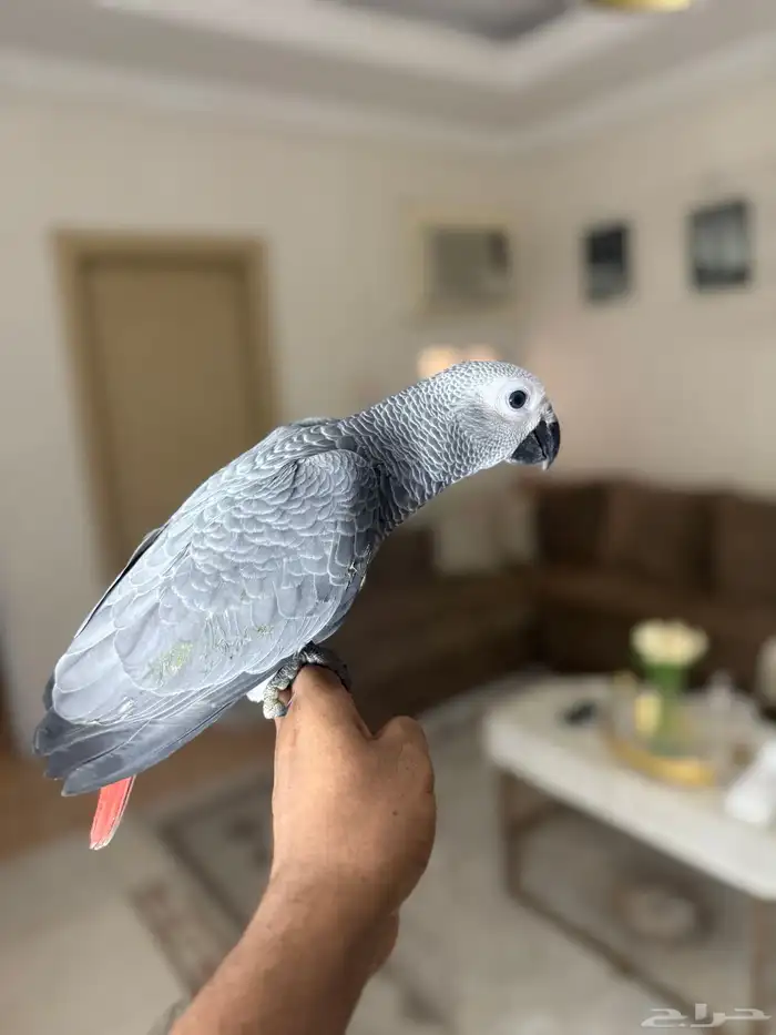 فرخ كاسكو انتاج محلي عمر 4 شهور (تم البيع) الله يبارك لراعيه 1