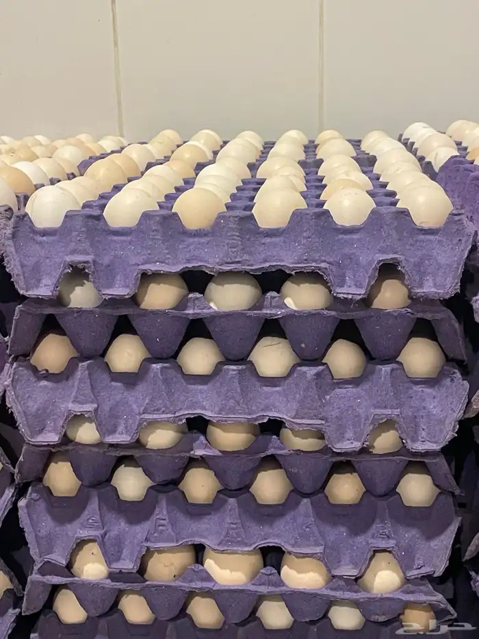 بيض بلدي مخصب 1