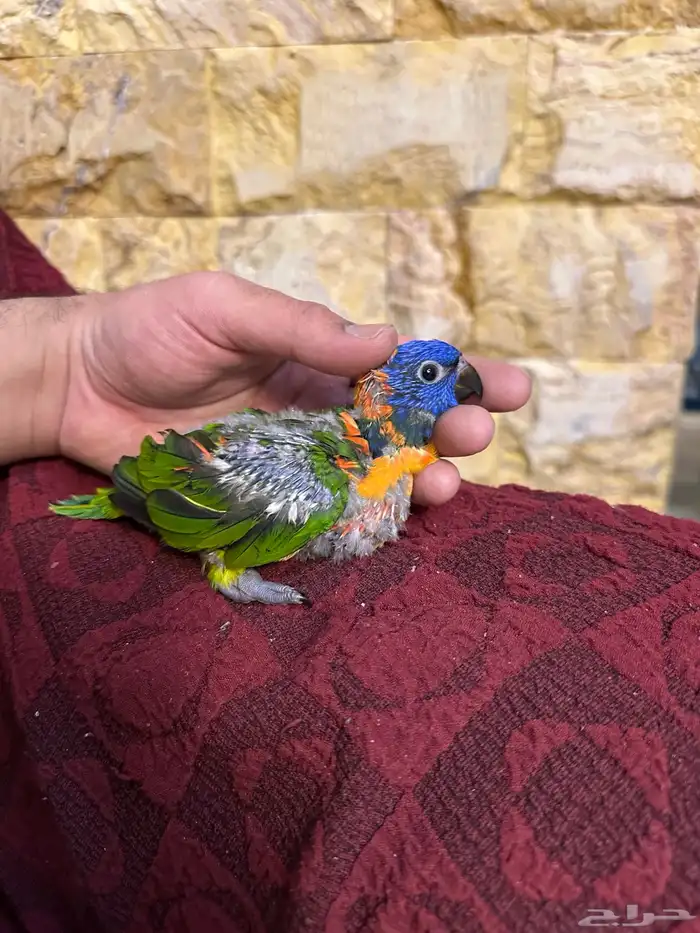 فرخ لوري تم البيع 5