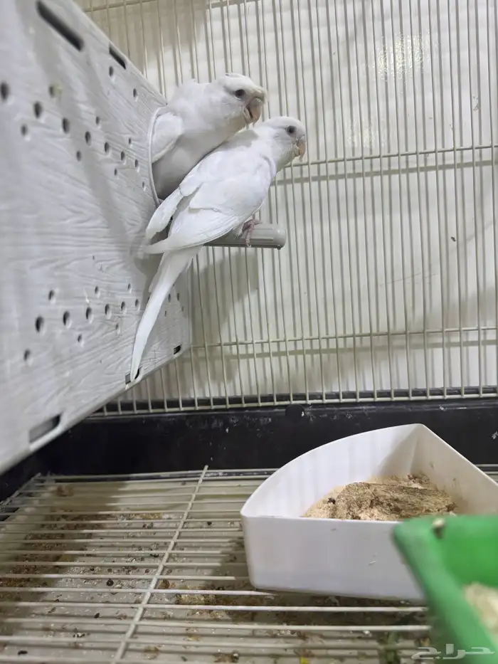 جوز طيور حب مع 7فروخ الاحساء المبرز 2