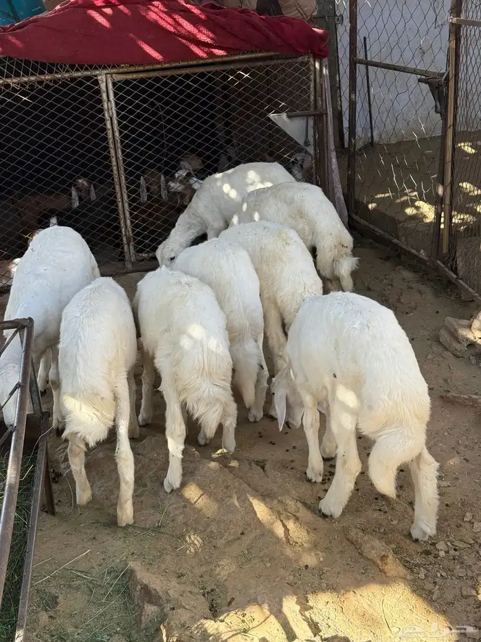 للبيع طليان وارخال انظاف واسمان 2