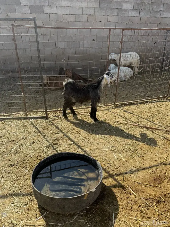 للبيع جفار شحم 2