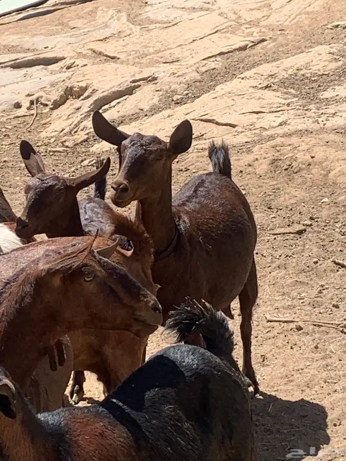 معزا جنوبيه مراح طيبه كلها من الجدعه الى السديدس تحتها تسعه 13