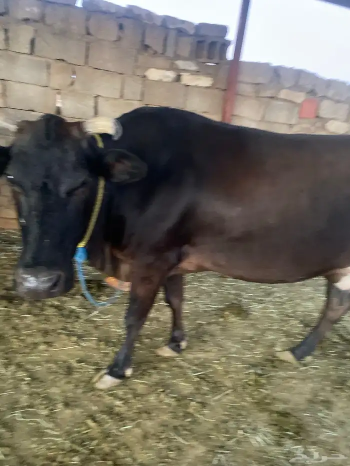 بقرة للبيع 0