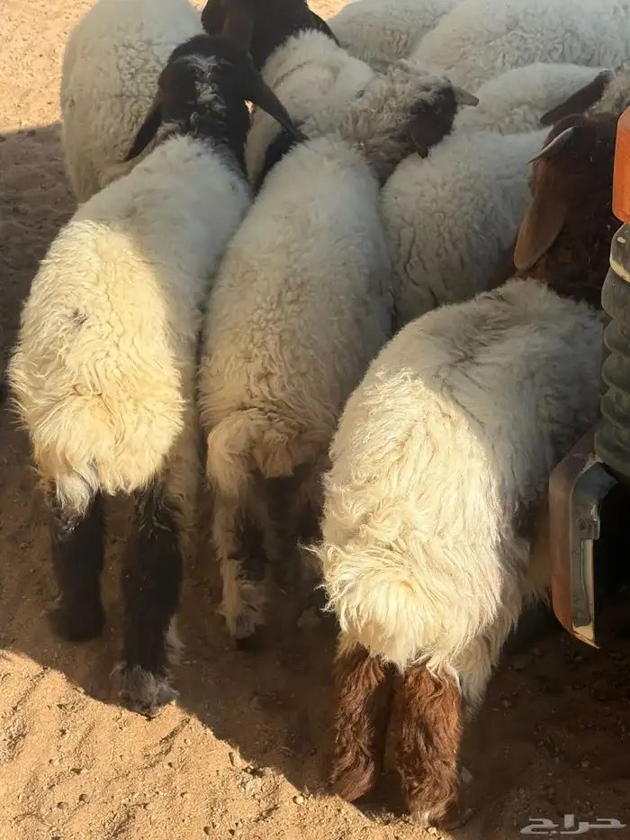 بهم تربيه نعيم عدد 22 0