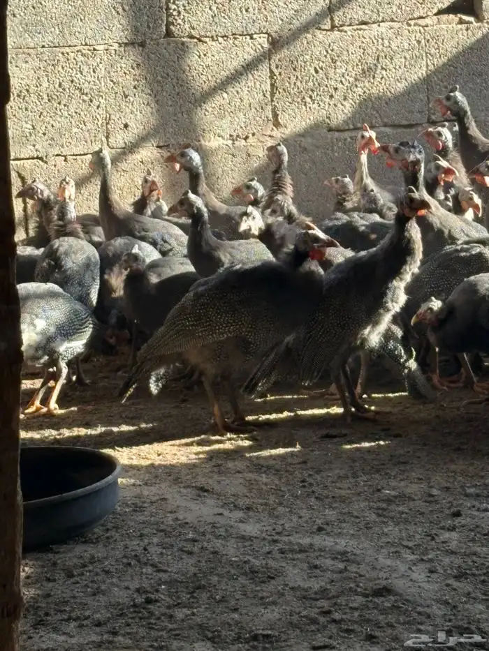 دجاج حبشي بشاير قريب البيض العمر خمس شهور 8