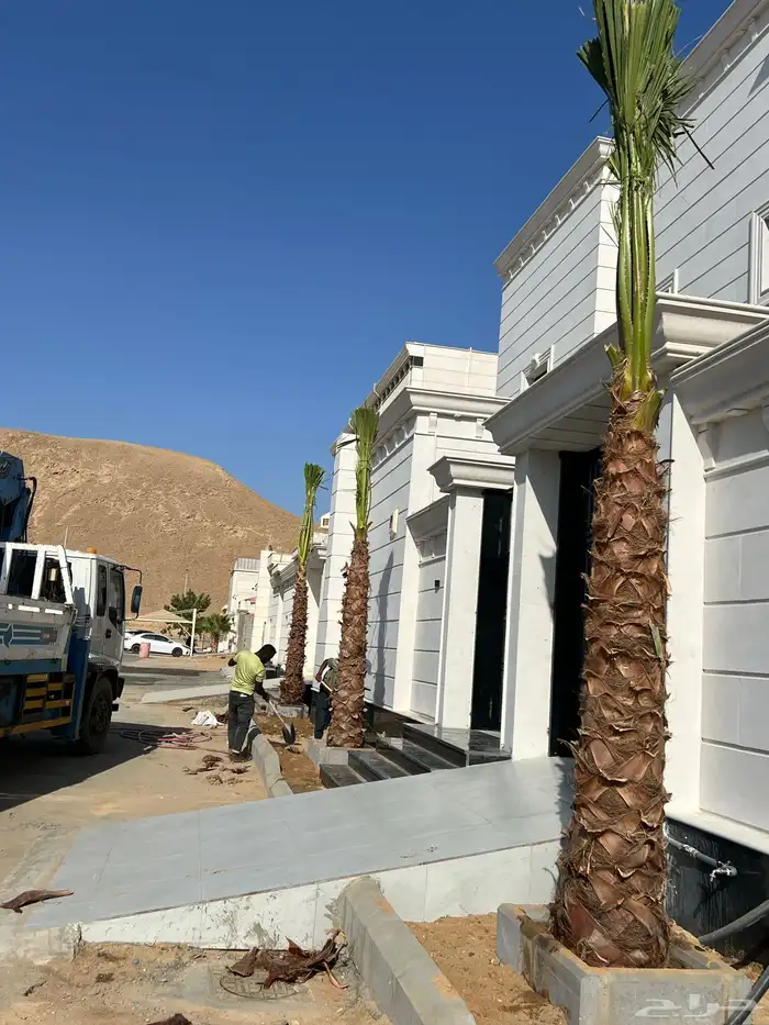 نخل زينه واشنطني ونخل عربي مثمر 3