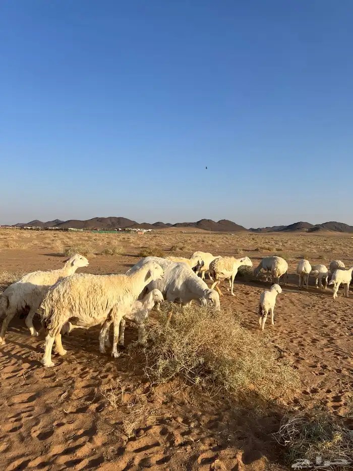 غنم مراح العدد 51 رأس 2