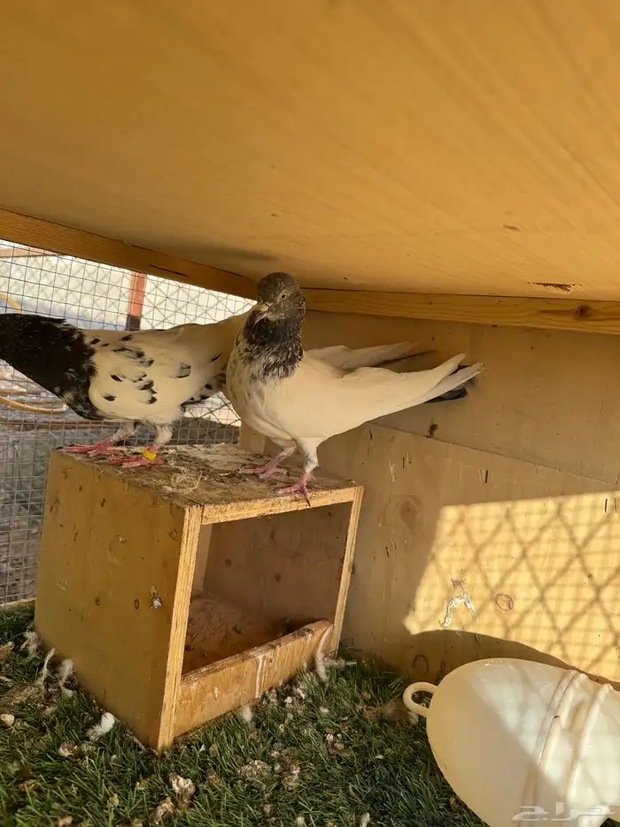 حمام باكستاني مستوى طيب 6