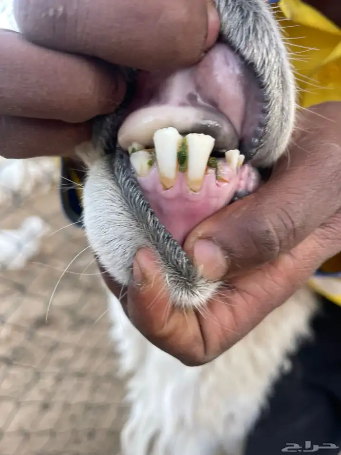 طليان فحول 6