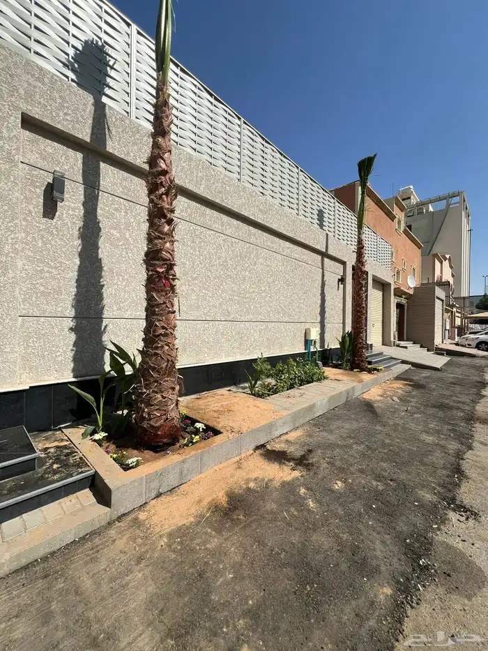 نخل زينه واشنطني ونخل عربي مثمر 8