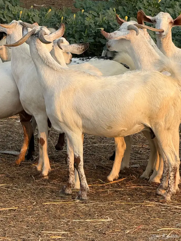 ماعز جروم 5